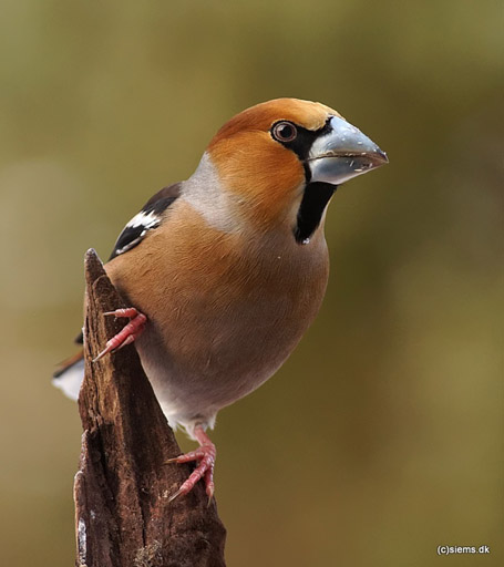 Kernebider Carsten Siems_455