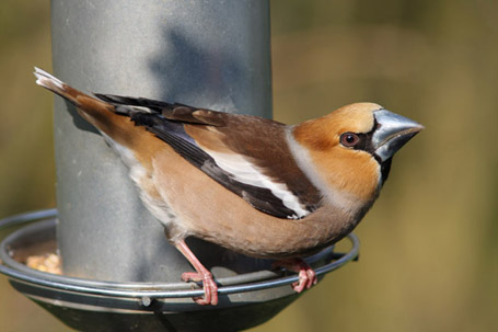 foto John Pedersen_615_455