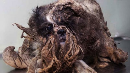 dog-transformation_11_455