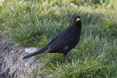 1200px-Toulouse_-_Turdus_Merula_-_2012-02-29