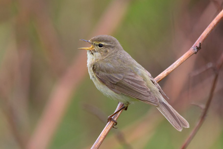 Chiffchaff_-_Phylloscopus_collybita
