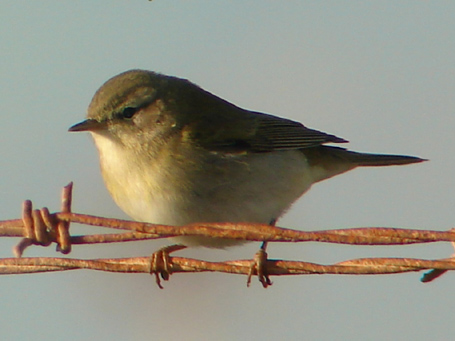 Felosa-comum (Phylloscopus trochilus)