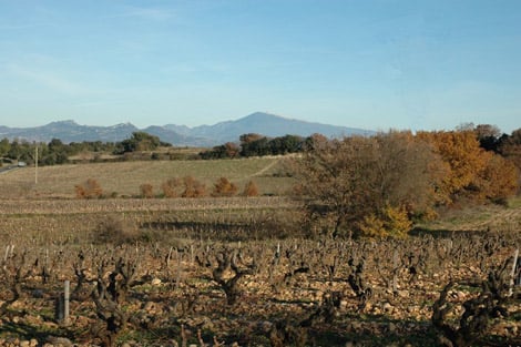 ventoux vignes