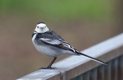 1200px-Pied_Wagtail_(6350174763)