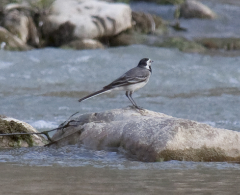Wagtail_(3822021677) (1)