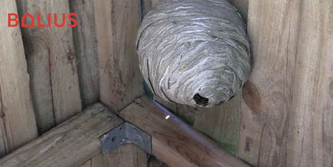 Lille hvepsebo i børnenes legehus