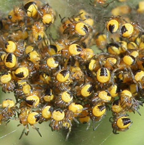 korsedderkop unger470