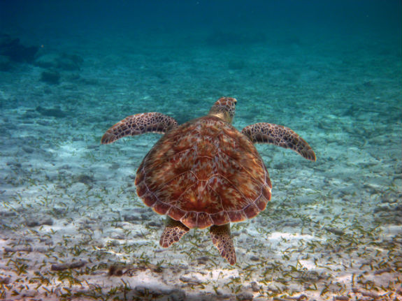 BelizeBarrierReef-turtle-575
