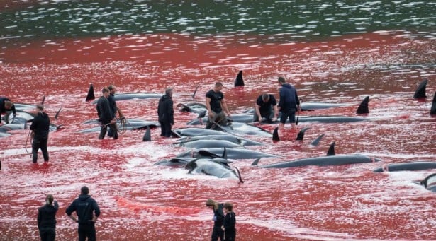 Foto: Sea Shepherd
